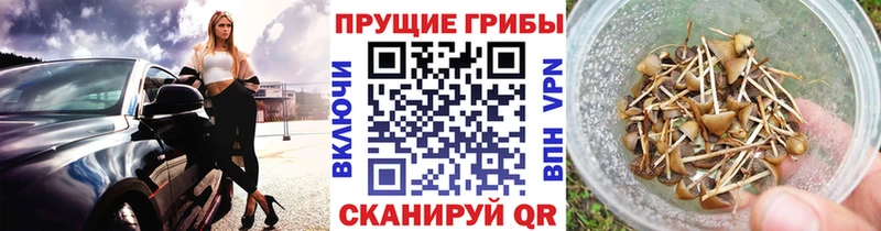 Псилоцибиновые грибы мицелий  Новоаннинский 